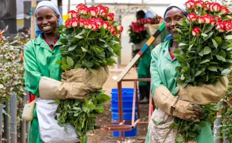 Workers prepare flowers for export at a farm in Naivasha